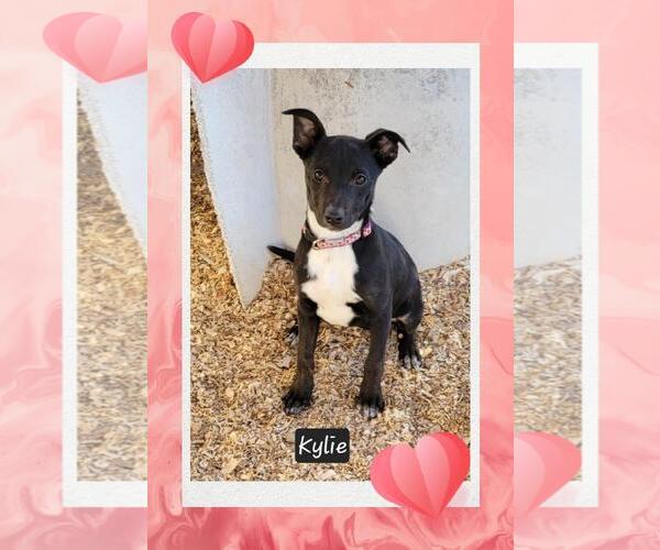 Medium Photo #2 Mutt Puppy For Sale in Granbury, TX, USA