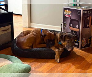 Delilah - Female Boxer Dog for Adoption - Photo #4