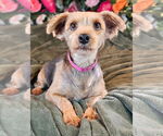 Small Mutt