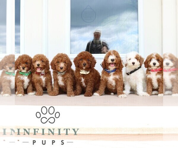 Medium Photo #2 Goldendoodle (Miniature) Puppy For Sale in GORDONVILLE, PA, USA
