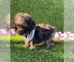 Small #6 Poodle (Toy)