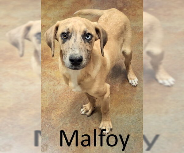 Medium Photo #1 Catahoula Leopard Dog-Unknown Mix Puppy For Sale in Mountain View, AR, USA