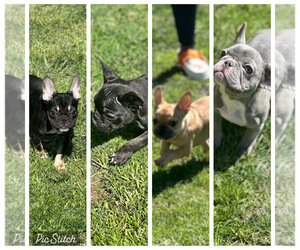 French Bulldog Puppy for Sale in KNOXVILLE, Tennessee USA