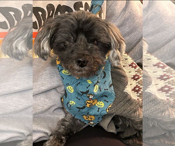 Medium Photo #1 ShihPoo Puppy For Sale in Cuyahoga Falls , OH, USA