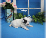 Small #10 Poodle (Toy)