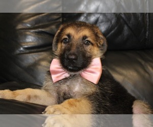 German Shepherd Dog Puppy for sale in FLUSHING, NY, USA