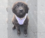 Small #1 Great Pyrenees Mix