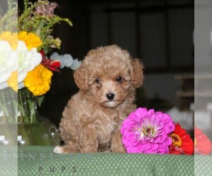 Poodle (Toy) Puppy for sale in NORTH EAST, MD, USA