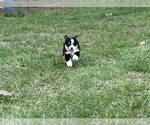 Small Photo #42 Miniature Australian Shepherd Puppy For Sale in SIGNAL MOUNTAIN, TN, USA