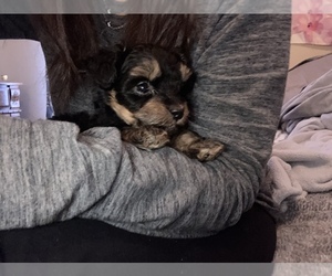 Shih-Poo Puppy for sale in COVINGTON, GA, USA