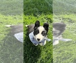 Small #3 Australian Shepherd