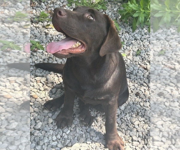 Medium Photo #3 Labrador Retriever Puppy For Sale in FENELTON, PA, USA