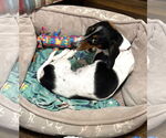Small #3 Dachshund