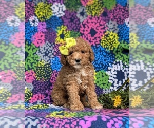 Poodle (Miniature) Puppy for Sale in EPHRATA, Pennsylvania USA