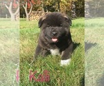 Small Photo #2 Akita Puppy For Sale in CANFIELD, OH, USA