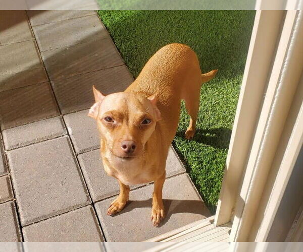 Medium Photo #2 Chihuahua Puppy For Sale in Phoenix, AZ, USA