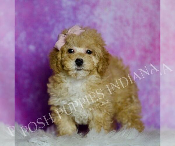 Medium Photo #91 Maltipoo (Miniature) Puppy For Sale in WARSAW, IN, USA