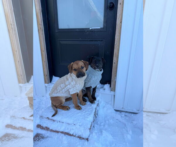 Medium Photo #7 English Mastweiler Puppy For Sale in Oro Medonte, Ontario, Canada