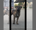 Small Photo #1 Boerboel Puppy For Sale in WATERFORD, CA, USA