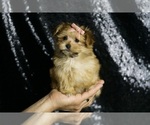 Small #2 Morkie