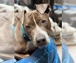Small American Pit Bull Terrier Mix