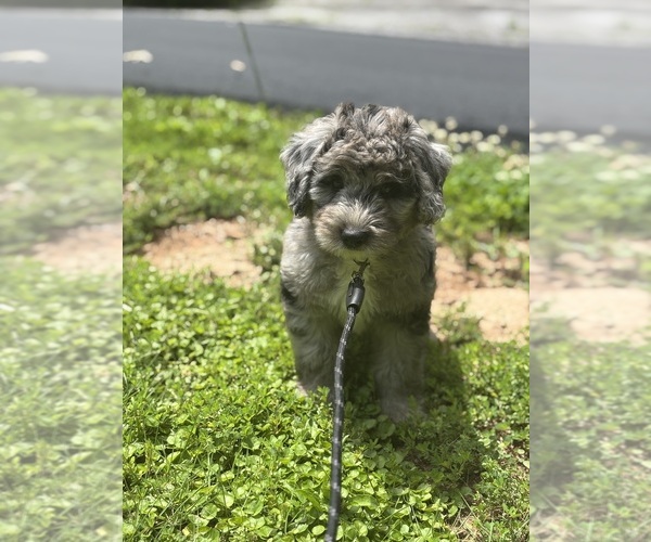 Medium Photo #24 Sheepadoodle Puppy For Sale in CLEMSON, SC, USA