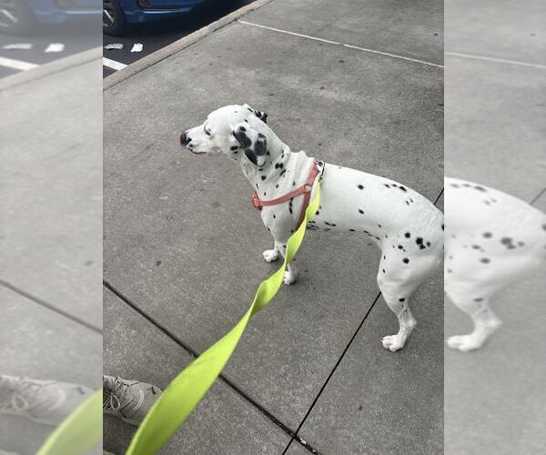 Medium Photo #4 Dalmatian Puppy For Sale in Tenafly, NJ, USA