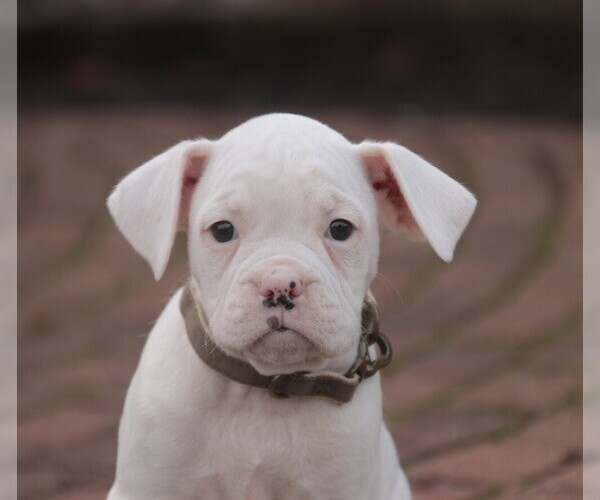 Medium Photo #1 Boxer Puppy For Sale in SHIPSHEWANA, IN, USA