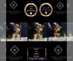 Small #5 Yorkshire Terrier