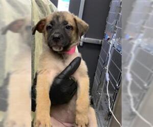 German Shepherd Dog-Unknown Mix Dogs for adoption in Visalia, CA, USA