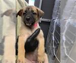 Small German Shepherd Dog Mix