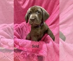 Puppy 2 Labrador Retriever