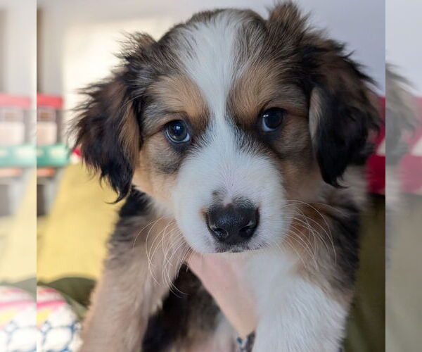 Medium Photo #1 Mutt Puppy For Sale in Brooklyn Center, MN, USA