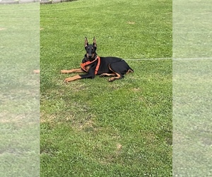 Doberman Pinscher Puppy for sale in CHADWICK BAY, NY, USA