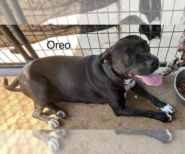 Medium Photo #2 American Pit Bull Terrier-Unknown Mix Puppy For Sale in Farmerville, LA, USA