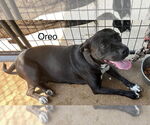 Small #1 American Pit Bull Terrier Mix