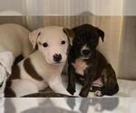 Small Dalmatian-Pointer Mix