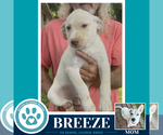 Small #2 Labrador Retriever Mix