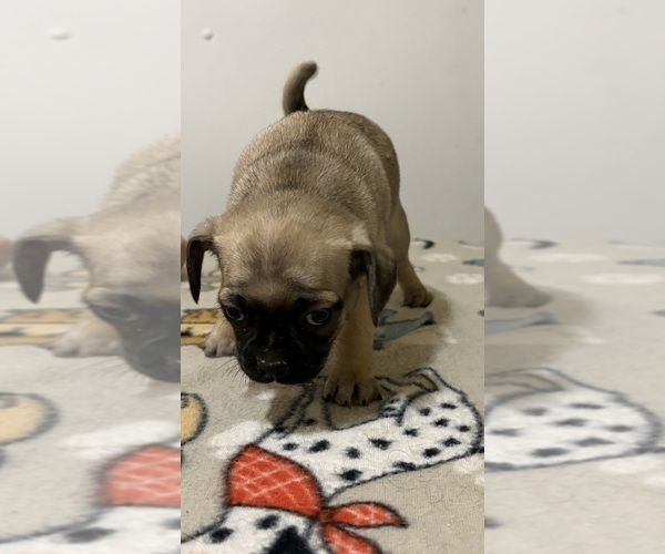 Medium Photo #3 Carlin Pinscher Puppy For Sale in COBB, WI, USA