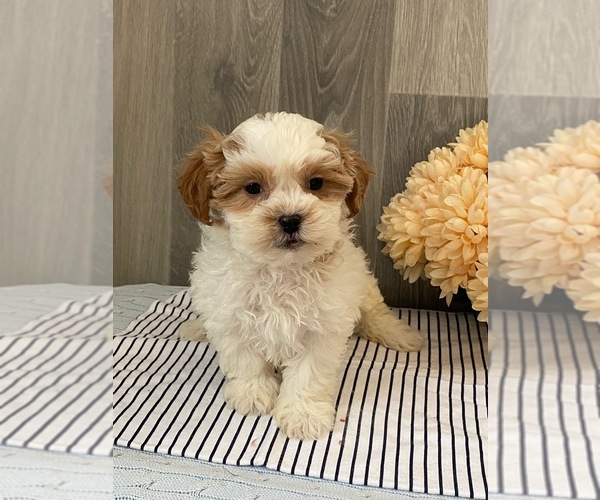 Medium Photo #1 ShihPoo Puppy For Sale in SENECA FALLS, NY, USA