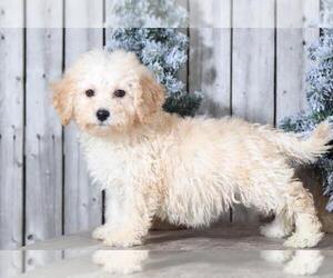 Poochon Puppy for sale in MOUNT VERNON, OH, USA