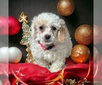 Small Photo #1 Poodle (Toy) Puppy For Sale in LOUISA, VA, USA