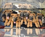 Small Photo #26 Malinois Puppy For Sale in SAN MARCOS, CA, USA