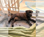 Small #2 American Pit Bull Terrier Mix