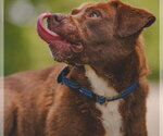 Small #3 Labrador Retriever Mix