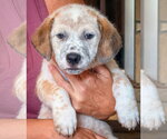 Small #2 Mutt