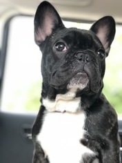 French Bulldog Puppy for sale in BROOKLYN, MI, USA