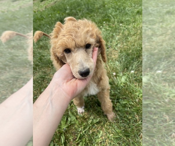 Medium Photo #1 Poodle (Standard) Puppy For Sale in FRANKLINVILLE, NY, USA