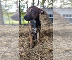 Small #8 Rat Terrier