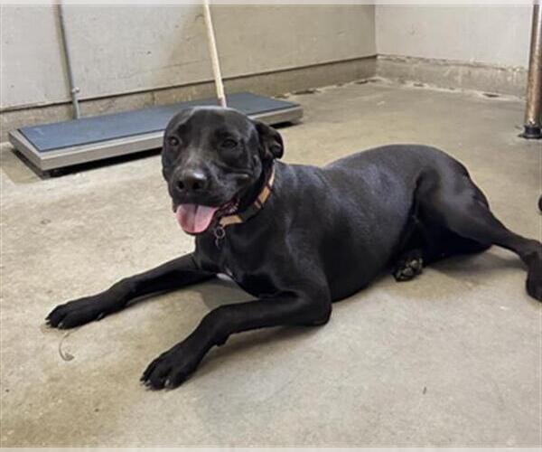 Medium Photo #1 Labrador Retriever-Unknown Mix Puppy For Sale in Camarillo, CA, USA